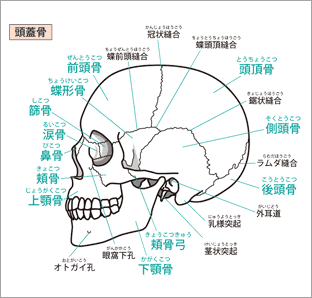 頭蓋骨矯正